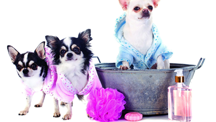 Trang chủ 30 Phòng khám thú y Hà Nội - An Bình Pet
