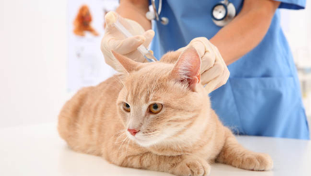 Trang chủ 28 Phòng khám thú y Hà Nội - An Bình Pet