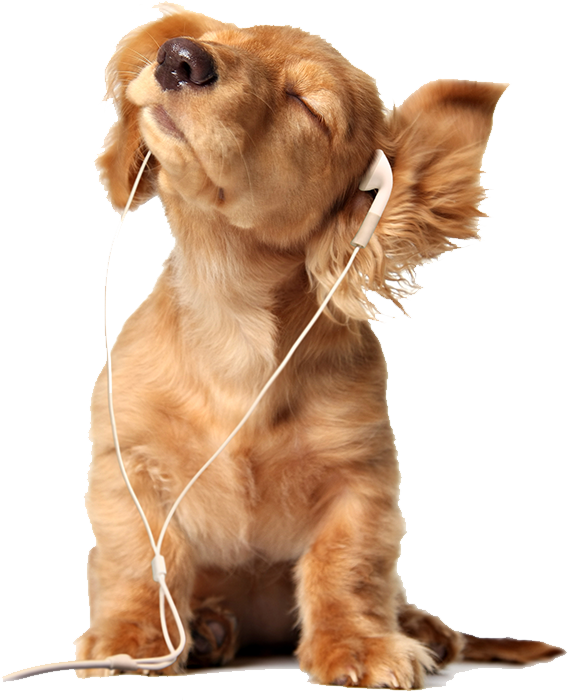 Liên hệ 1 Phòng khám thú y Hà Nội - An Bình Pet