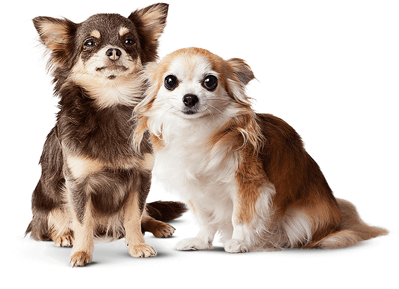 Điều trị chó bị nôn mửa nhanh chóng và hiệu quả 5 Phòng khám thú y Hà Nội - An Bình Pet