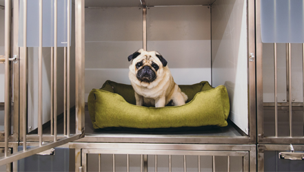 Trang chủ 36 Phòng khám thú y Hà Nội - An Bình Pet