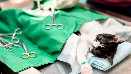Trang chủ 34 Phòng khám thú y Hà Nội - An Bình Pet