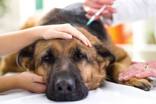 Điều trị chó bị nôn mửa nhanh chóng và hiệu quả 4 Phòng khám thú y Hà Nội - An Bình Pet