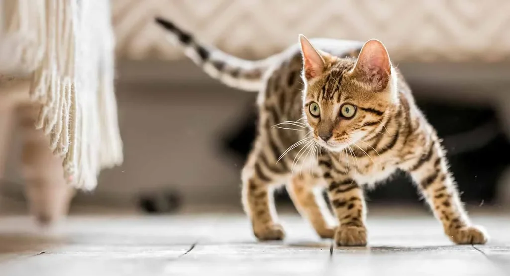 Có nên triệt sản cho mèo – Tất tần tật những điều cần biết