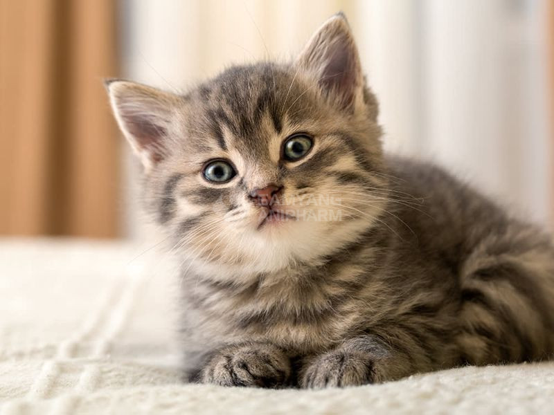Cách khắc phục và điều trị mèo bị ho hiệu quả an toàn 1 Phòng khám thú y Hà Nội - An Bình Pet